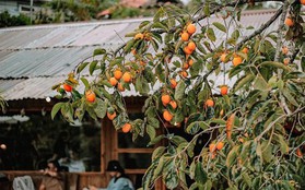 Mùa hồng chín “chill” hết nấc với cà phê Đà Lạt: Vừa săn ảnh thơ mộng vừa mải mê hái quả