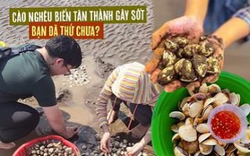 Trải nghiệm cào nghêu ở biển Tân Thành đang “gây sốt”