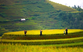 Bí quyết để có những bức hình đẹp lung linh trong mùa lúa chín