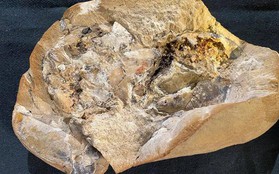 Trái tim quái thú nguyên vẹn sau 380 triệu năm: Cửa sổ vượt thời gian
