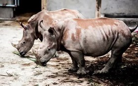 6 con tê giác chết bất thường tại Khu sinh thái Mường Thanh Diễn Lâm