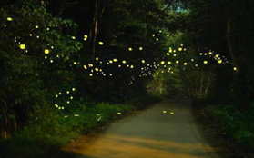 Vườn quốc gia Cúc Phương hóa "xứ thần tiên" khi đêm về bởi vũ điệu của đom đóm