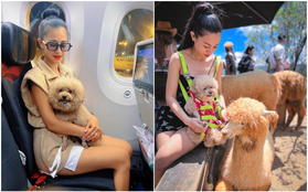 Trải lòng cô gái Việt chi tiền khủng đưa thú cưng lên máy bay đi châu Âu