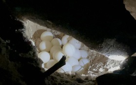 Xem rùa đẻ trứng trên đảo Hòn Cau: "Mạnh như rùa mẹ!"