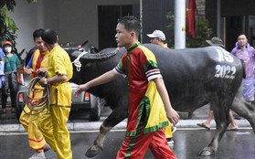 Ban tổ chức lễ hội chọi trâu Đồ Sơn lên tiếng nghi vấn trâu chọi bị tiêm chất kích thích