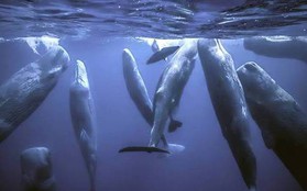 Vì sao loài động vật có "mũi thở" như cá voi lại ngủ được dưới nước?