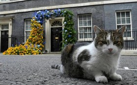 Mèo Larry sẽ đi đâu khi tân Thủ tướng Anh Liz Truss tiếp quản căn nhà số 10 phố Downing?
