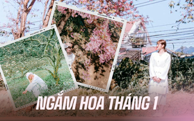 Đầu năm đi "săn hoa nở" tại các vùng núi xinh đẹp, toàn những loài hoa khiến dân tình chờ cả năm để được chụp hình