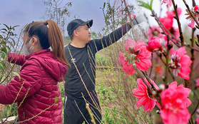Cách chăm sóc hoa đào ngày Tết từ lời khuyên của chủ vườn đào ở Nhật Tân