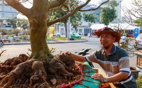 Chiêm ngưỡng mai vàng "khủng" giá 4 tỉ tại chợ hoa phố nhà giàu TP.HCM