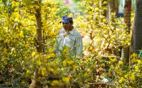 Chiều 30 Tết, hạ giá rẻ bèo vẫn không có người mua, tiểu thương bỏ thêm tiền chở hoa về