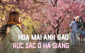 Mê mẩn sắc mai anh đào ở Hà Giang những ngày đầu năm