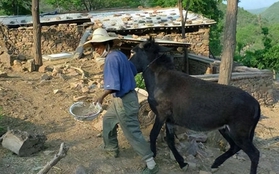 Giáo sư Bắc Đại bỏ phố lên núi sống ẩn dật 7 năm, tiêu sạch 12 tỷ tiết kiệm và nhận ra một sự thật