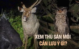 Tour đêm vào rừng xem thú hoang dã săn mồi cực ly kỳ tại VQG Cát Tiên, khách phải đặt trước cả tháng mới có chỗ