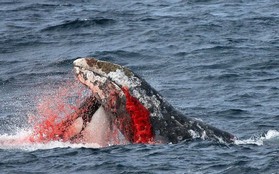 Cá voi sát thủ đang học những hành vi mới đáng sợ, ngày càng thông minh hơn
