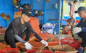 Xuất khẩu tôm hùm bông sang Trung Quốc bị ách tắc: Người nuôi lo lỗ nặng