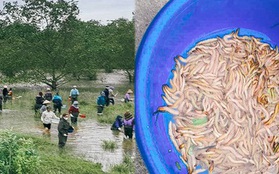 Huy động gia đình lội nước ngày lạnh, bắt "lộc trời" thu về cả triệu đồng/ngày