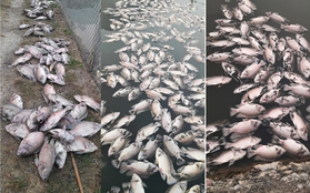Sơn La: Cận cảnh cá chết hàng loạt, nghi do nước thải chế biến cà phê