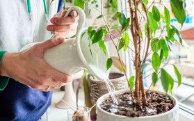 Những sai lầm cần tránh khi trồng cây trong nhà