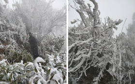 Băng tuyết đã phủ trắng xoá tại Mù Cang Chải, dân tình bắt đầu rủ nhau đi "săn" tuyết rơi