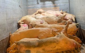 Liên tiếp bắt giữ xe tải chở lợn chết, lợn bẩn đi tiêu thụ tại Bình Dương
