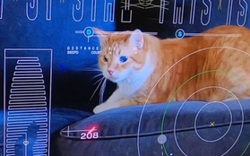 NASA "tải xuống" thành công đoạn video quay mèo từ khoảng cách 31 triệu km ngoài không gian