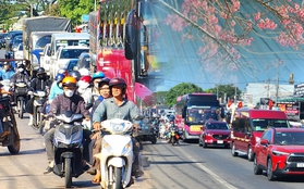 Địa điểm hot nhất lúc này: Đường lên Đà Lạt đông nghịt đúng thời điểm hoa mai anh đào nở rực rỡ