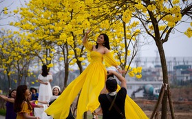 Người dân nô nức check-in con đường hoa phong linh nở vàng rực giữa lòng thủ đô Hà Nội