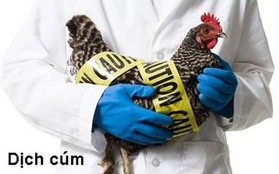 Campuchia có ca cúm A/H5N1, Viện Pasteur TP.HCM ra công văn khẩn