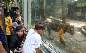 Người dân TP.HCM rủ nhau đến “thăm” bầy thú ở Thảo Cầm Viên sau khi sở thú này đạt doanh thu kỷ lục cao nhất lịch sử