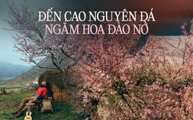 Hà Giang có muôn vàn tọa độ "săn" các loại hoa đào, toàn những địa điểm độc đáo khiến ai cũng muốn đến một lần