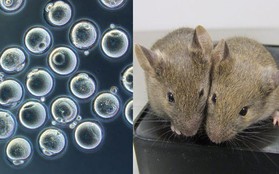 Đột phá: Các nhà khoa học giúp hai chuột đực có con được với nhau