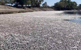 Hàng triệu con cá chết trên sông ở Australia, mùi thối rữa bốc khủng khiếp