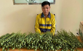 Hà Nội: Mang hơn 5kg cây thuốc phiện ra cổng trường đại học bán