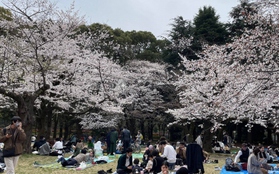 Hoa anh đào nở sớm, khách tham quan đông đúc tại thủ đô Tokyo