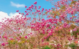 Rộ đường hoa kèn hồng đẹp tựa Hàn Quốc ở miền Tây