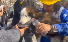 CLIP: Giải cứu chú chó mắc kẹt 22 ngày dưới đống đổ nát động đất ở Thổ Nhĩ Kỳ