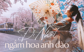 Người Việt sang Nhật du lịch cao kỷ lục để ngắm mùa hoa anh đào, cùng lịch trình tháng 5 nếu chưa sợ muộn