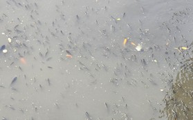 TP.HCM: Hàng triệu con cá nổi dày đặc trên kênh Nhiêu Lộc - Thị Nghè