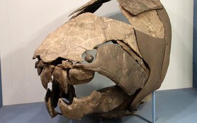 Kinh dị hàm răng biết bơi 358 triệu tuổi: Một miếng cắn bay 23 kg thịt