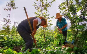 Bán nhà 27 tỷ đồng ở thành phố để về quê “trồng rau và nuôi thêm cá” tôi nhận ra ở phố hay ở quê thì cũng phải có tiền mới “dễ thở”