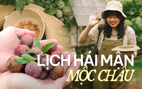 Mận Mộc Châu bắt đầu chín đỏ nhưng bạn đã chọn được vườn nào để hái hay chưa?