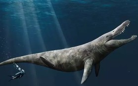 Bất ngờ phát hiện hài cốt quái vật biển kỷ Jura "khủng" trong bảo tàng