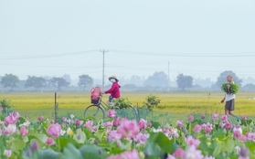 Vẻ đẹp bình yên mùa sen xứ Huế