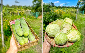 Bán nhà phố về quê mua đất hoang trồng cây trái: “Thấy mình già nhanh, đen nhẻm nhưng xứng đáng”