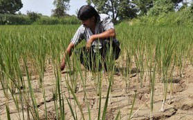 El Nino khả năng cao trở lại vào tháng tới: Biến đổi khí hậu đe dọa nhà cung cấp gạo hàng đầu thế giới