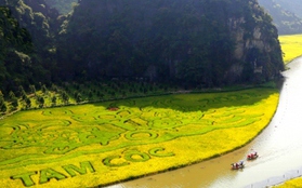 Ninh Bình kín phòng trong tuần du lịch "Sắc vàng Tam Cốc - Tràng An"