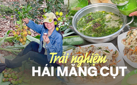 Địa chỉ các vườn măng cụt mở cửa đón khách tham quan, có nơi còn cho tự làm món gỏi gà măng cụt