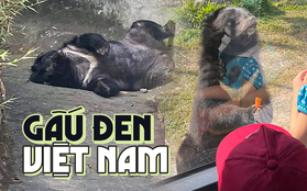 Muốn xem gấu đen ở Việt Nam cần đến những nơi nào?