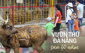 Những con vật đang sống ủ rũ, chật hẹp trong vườn thú duy nhất ở Đà Nẵng